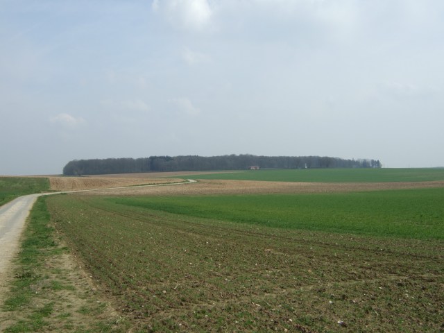 View towards High Wood along the lane where the 1st Queen's formed up